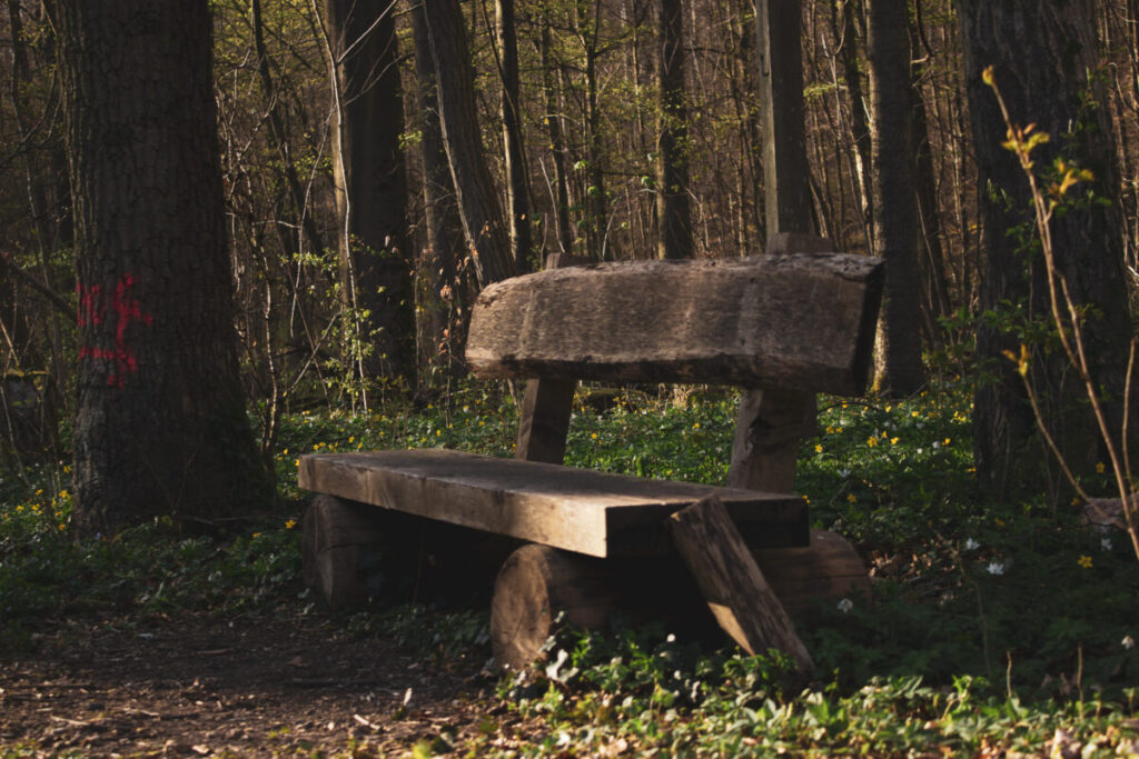 пейка в гората